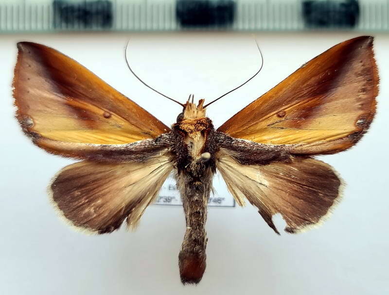 strophocerus_sp1059_m_eq-standard.jpg