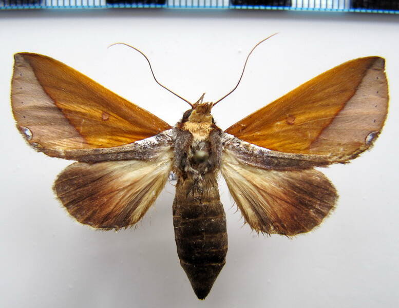 strophocerus_thermesia_eq-standard.jpg