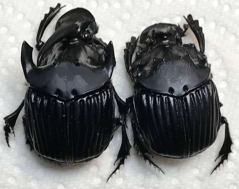 sulcophanaeus_faunus-cple_Guyane fr