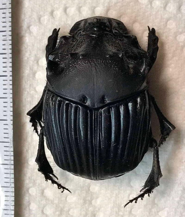 Sulcophanaeus faunus femelle Guyane fr