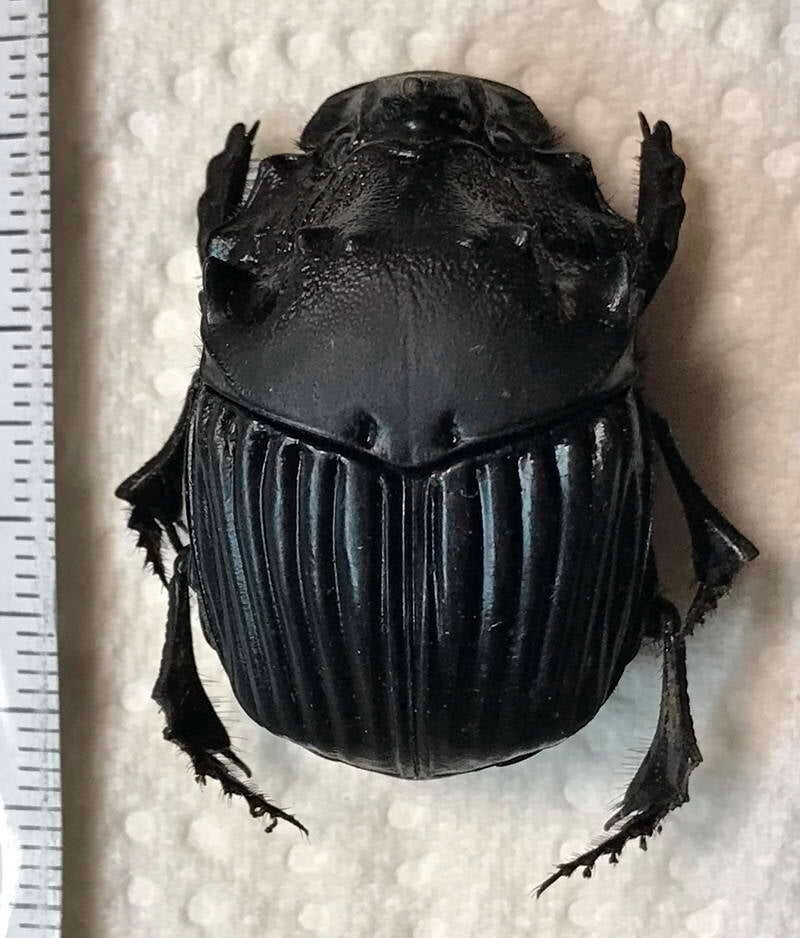 sulcophanaeus_faunus_f_Guyane fr