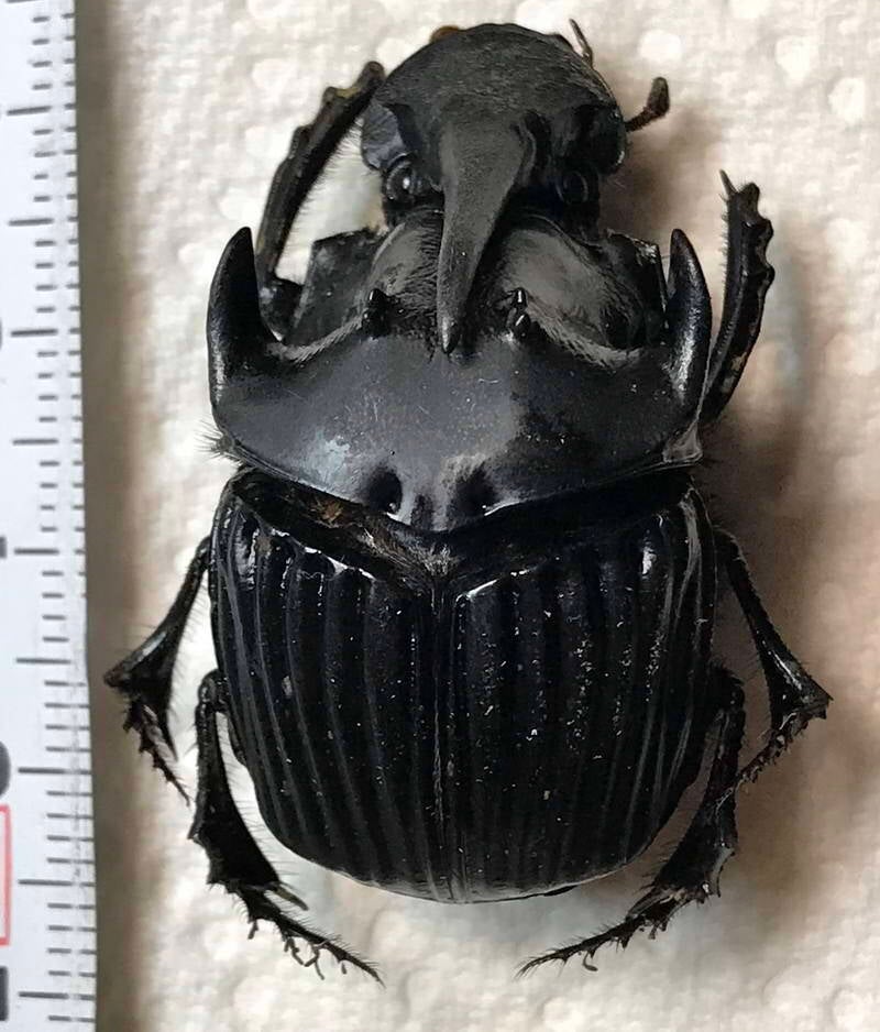 sulcophanaeus_faunus_m_Guyane fr