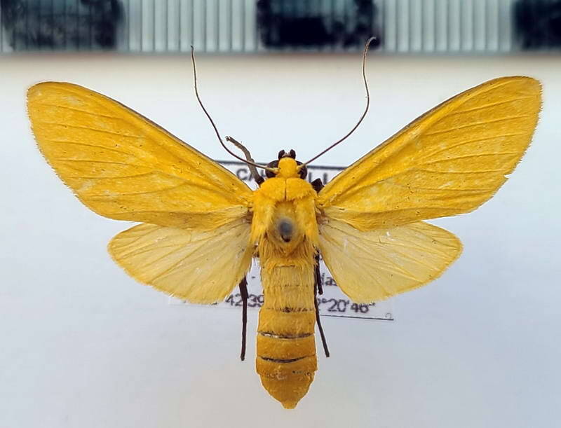 sutonocrea_fassli_f_eq-standard.jpg