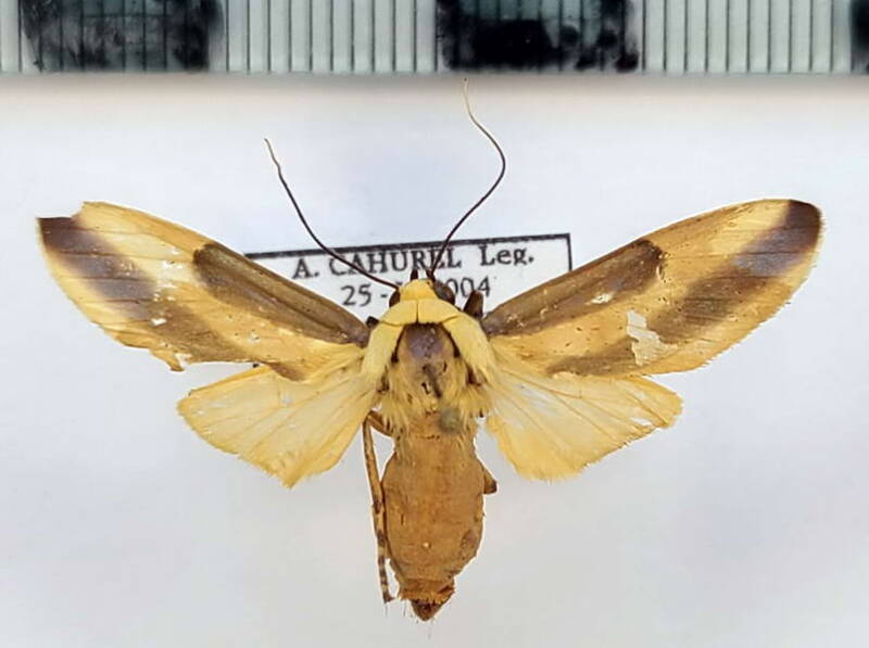 sutonocrea_lobifer_f_gf-standard.jpg