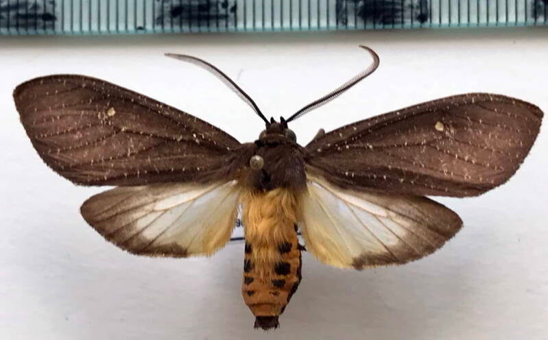 sychesia_dryas_m_bol-standard.jpg