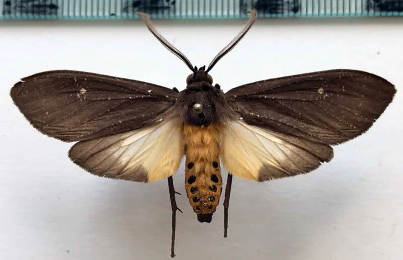 sychesia_dryas_m_col-standard.jpg