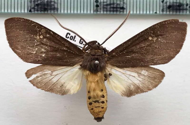 sychesia_dryas_m_gf-standard.jpg