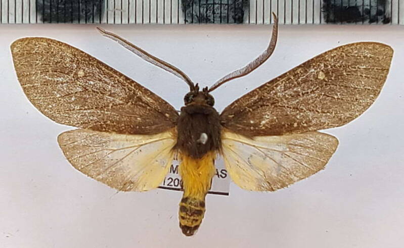 sychesia_dryas_m_vnz-standard.jpg