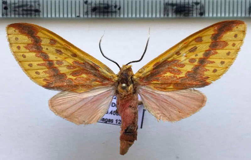 symphlebia_alinda_m_venz-standard.jpg