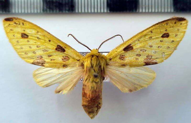 symphlebia_angulifascia_f_per-standard.jpg