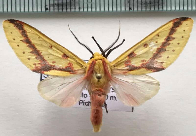 symphlebia_citrarius_m02_eq-standard.jpg
