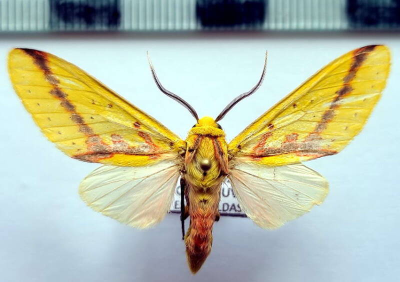 symphlebia_citrarius_m04_eq-standard.jpg