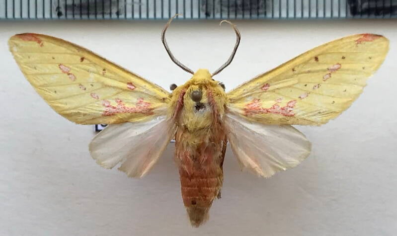 symphlebia_citrarius_m_eq-standard.jpg
