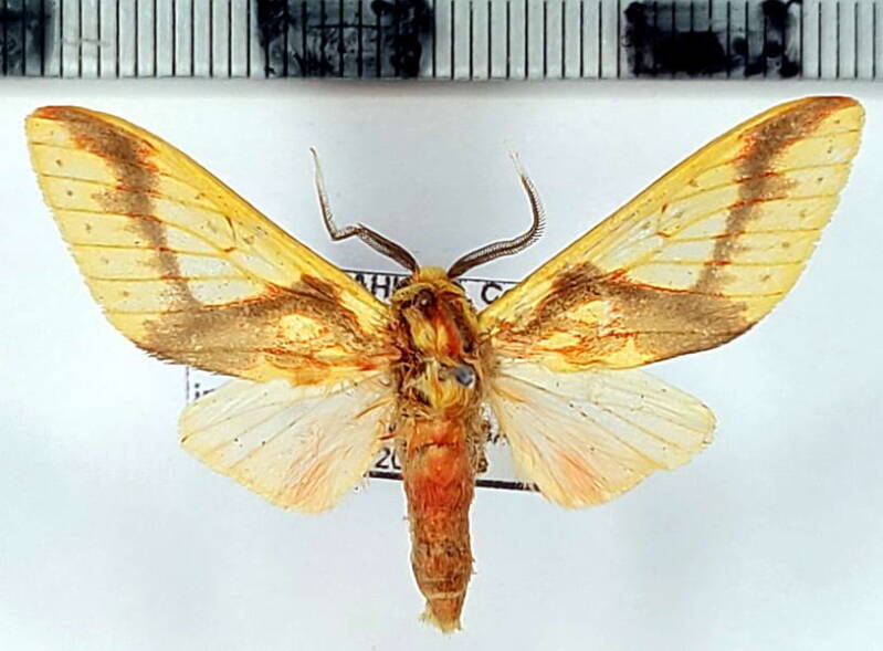symphlebia_ipsea_m02_eq-standard.jpg