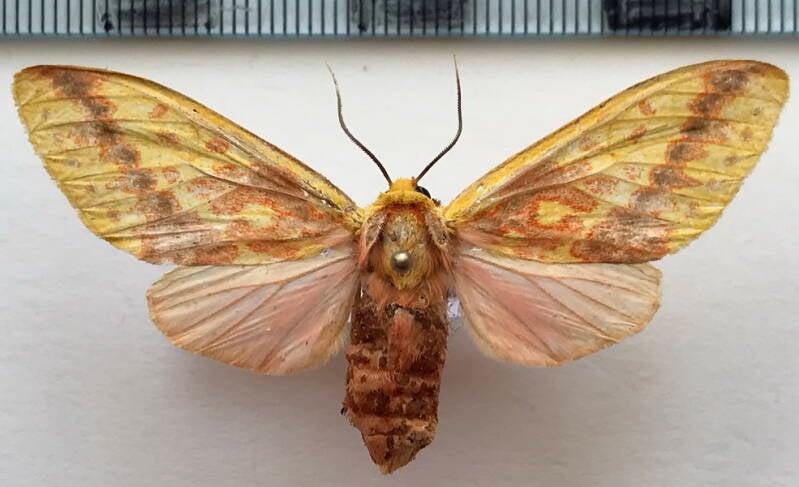 symphlebia_lophocampoides_f_col-standard.jpg