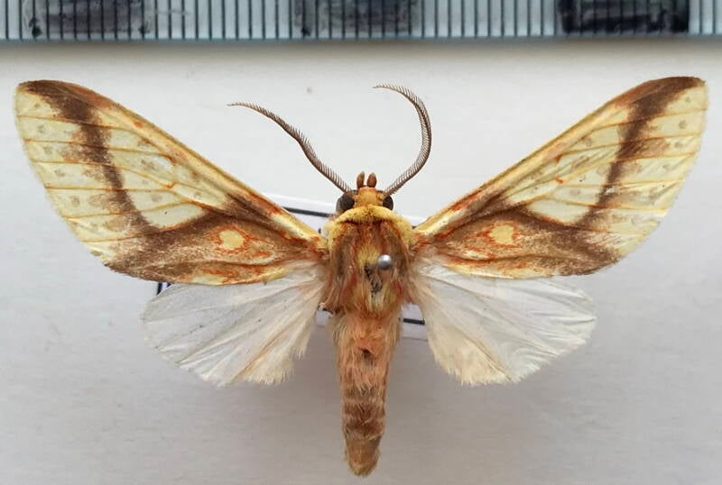 symphlebia_lophocampoides_m_bol-standard.jpg