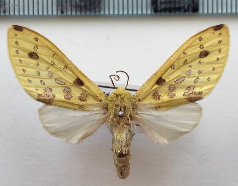 symphlebia_meridionalis_f_bol-standard.jpg
