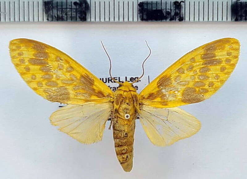 symphlebia_neja_f_gf-standard.jpg