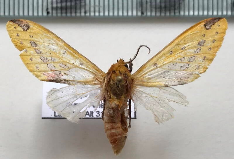 symphlebia_obliquefasciatus_m_per-standard.jpg