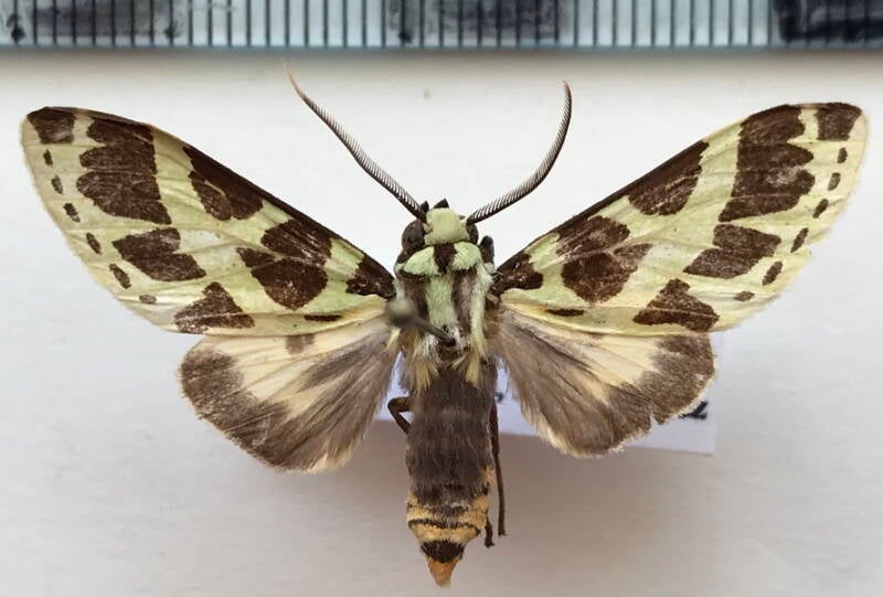 symphlebia_tessellata_m_col-standard.jpg
