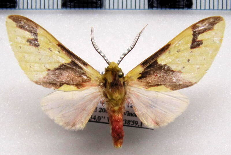 symphlebia_tetrodonta_bolivie-standard.jpg