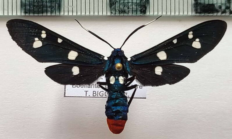 syntomeida_epilais_m_guadeloupe-standard.jpg