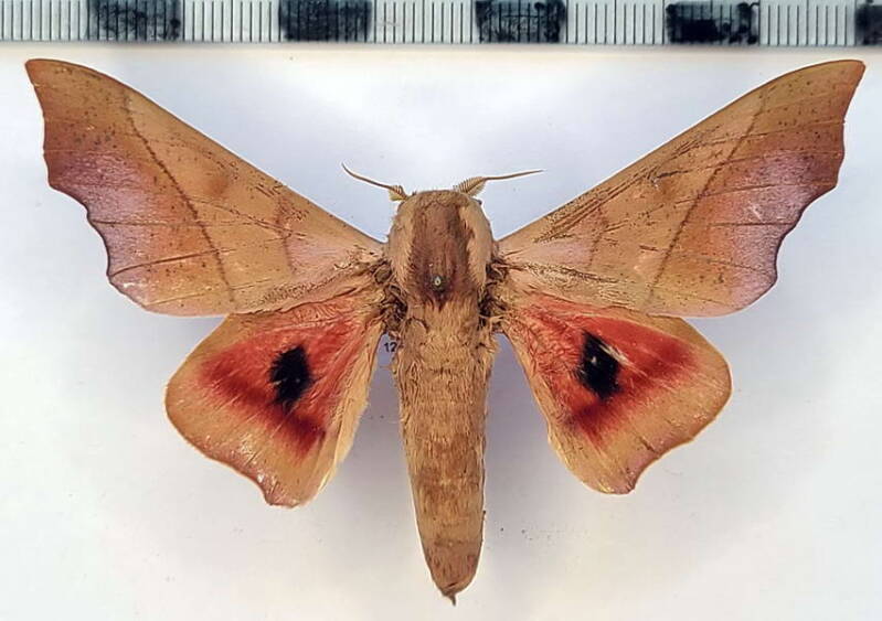 sysphinx_molina_m_vnz-standard.jpg