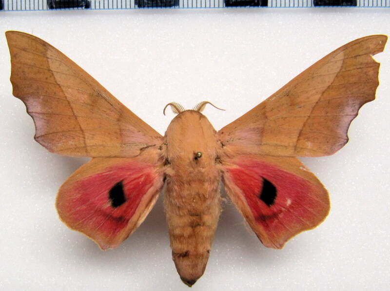 syssphinx_molina_eq_m-standard.jpg