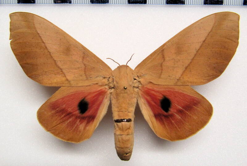 syssphinx_molina_gf_f-standard.jpg