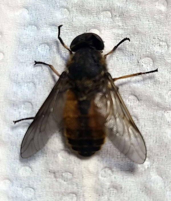 Tachinus bovinus France