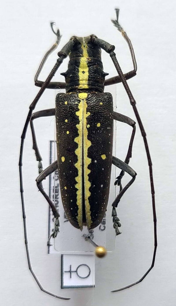 Taeniotes scalatus femelle Vénézuéla