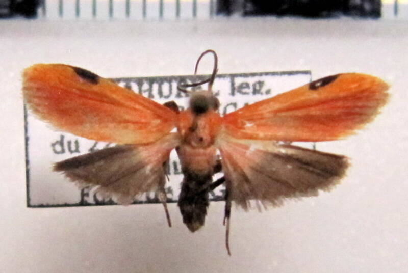 talara_miniata_gf-standard.jpg