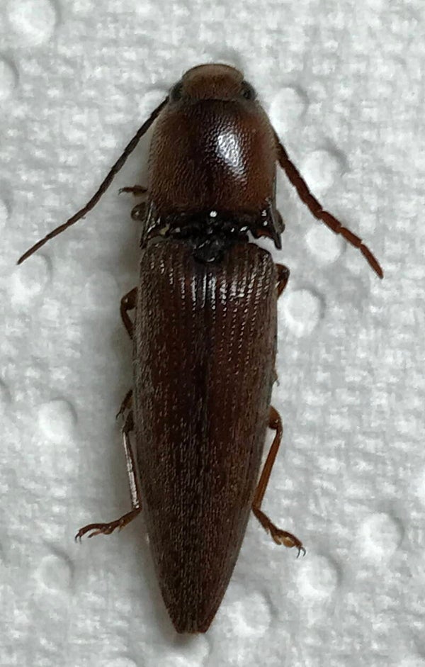Elateridae sp  Equateur
