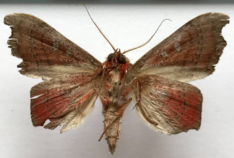 tautobriga_euspila_m_eq_v-standard.jpg