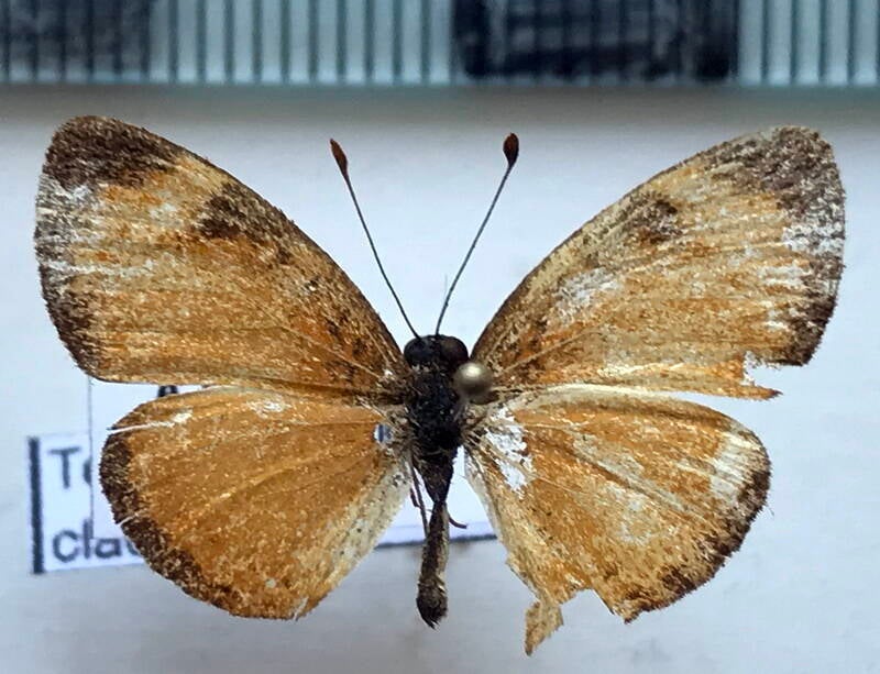 tegosa_claudina_m_costarica-standard.jpg