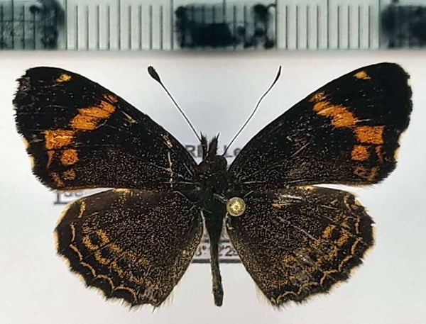 Telenassa delphia trimaculata mâle A1-  Equateur