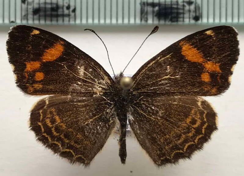 telenassa_delphia_trimaculata_m_eq-standard.jpg