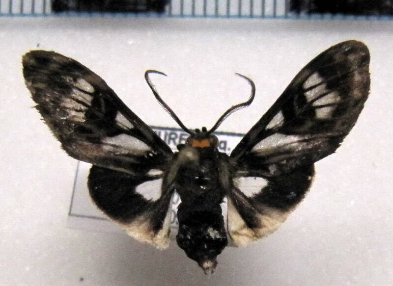 telioneura_germana_gf-standard.jpg