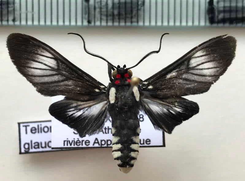 telioneura_glaucopis_m02_gf-standard.jpg
