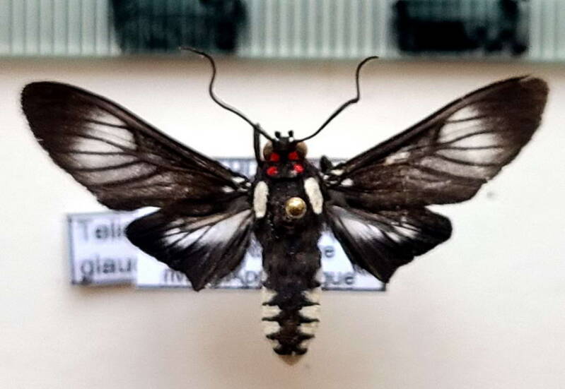 telioneura_glaucopis_m_eq-standard-nv4wou.jpg