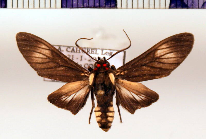 telioneura_glaucopsis-standard.jpg