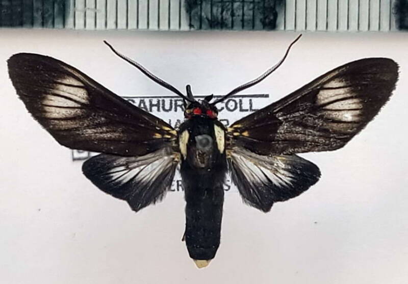 telioneura_sp1059_m_eq-standard.jpg