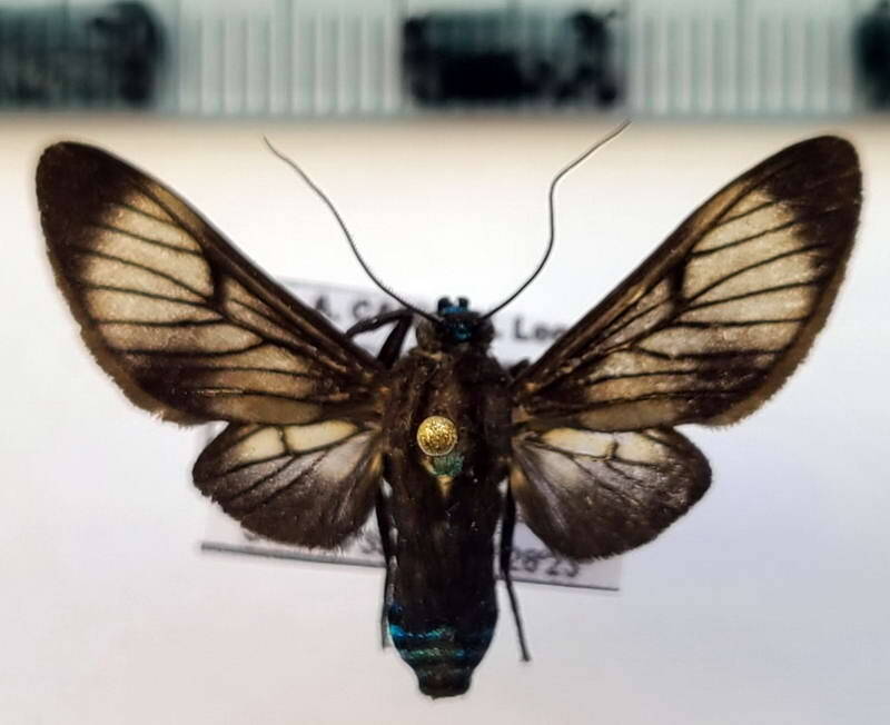 telioneura_sp1077_eq-standard.jpg