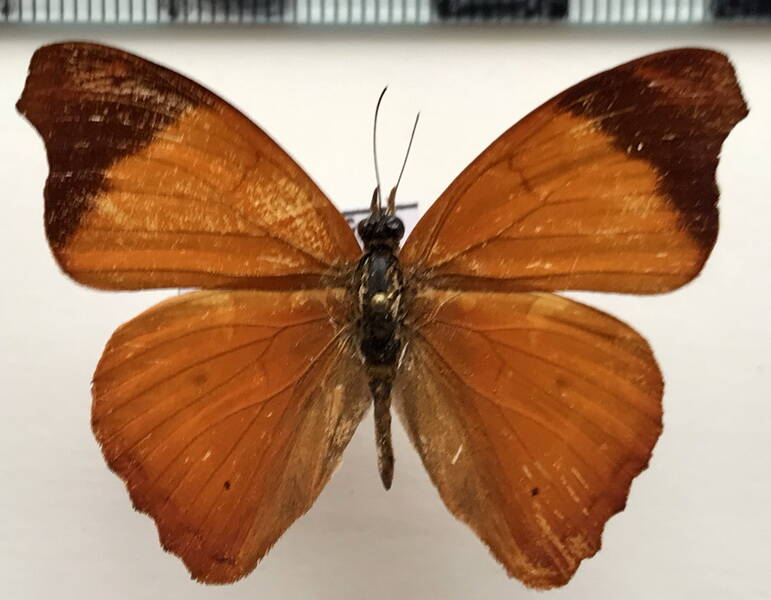 temenis_laothoe_hondurensis_m_col-standard.jpg
