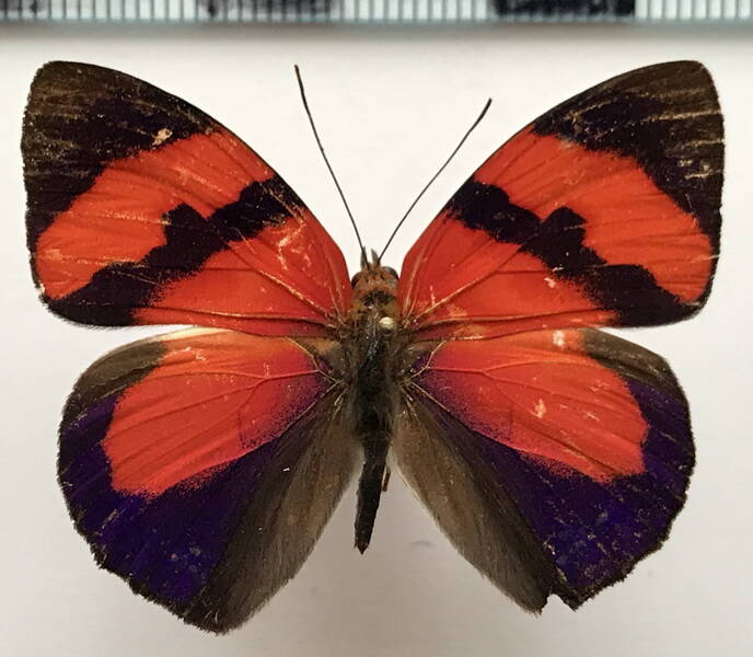 temenis_pulchra_pallidior_m_eq-standard-uco2wc.jpg