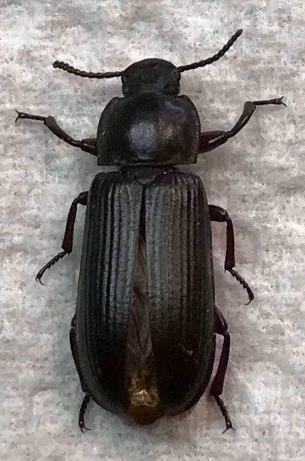 Tenebrio molitor france