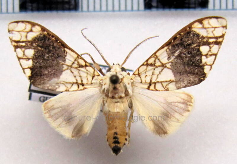 tessela_leucomelas_m_gf-standard.jpg