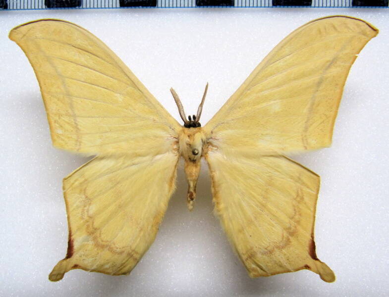 therinia_buckleyi_gf_m-standard.jpg