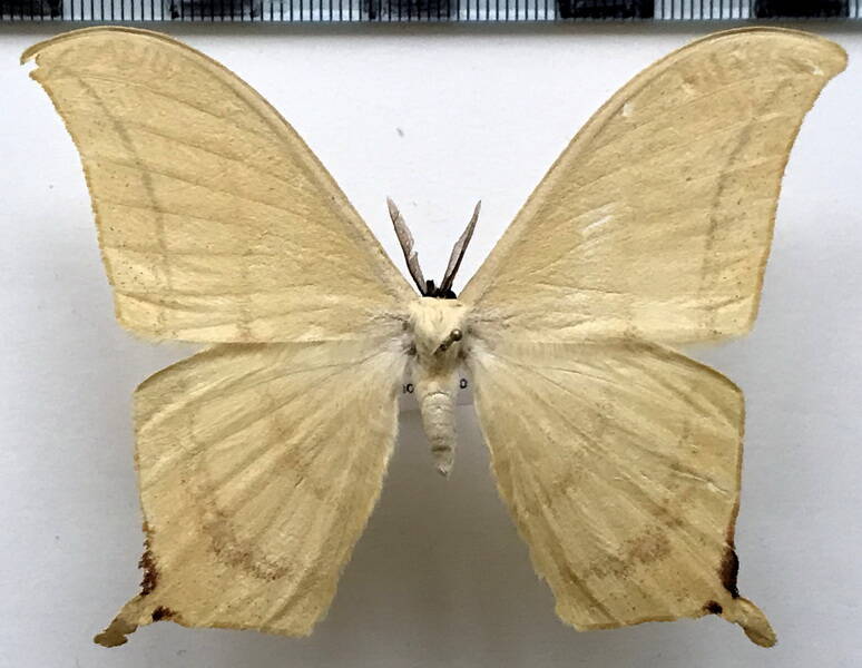therinia_buckleyi_m_eq-standard-6q3c18.jpg