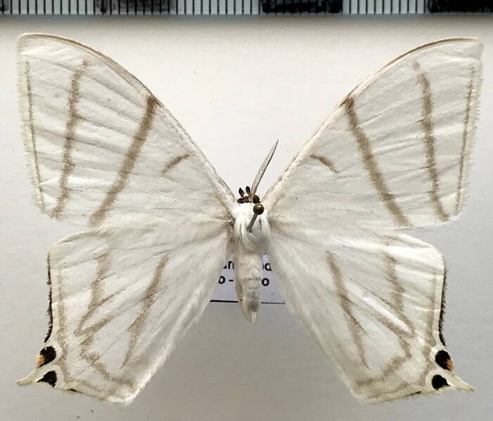 therinia_geometraria_m_eq-standard.jpg